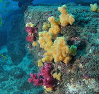 Shag Rock Dive Site - ACT Tourism