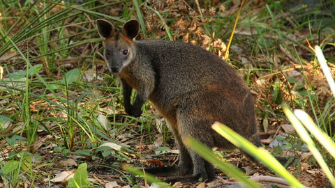 Mimosa Rocks National Park - ACT Tourism 1