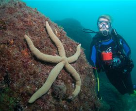 Cook Island Dive Site - ACT Tourism 0