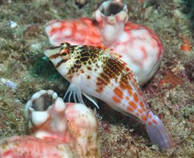 Cook Island Dive Site - ACT Tourism 3