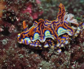 Cook Island Dive Site - ACT Tourism 1