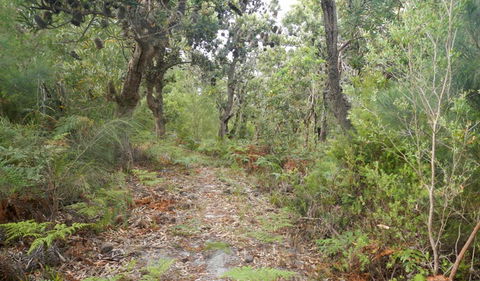 Kinchela Trig Lookout Walk - ACT Tourism 0