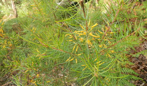 Kinchela Trig Lookout Walk - ACT Tourism 1