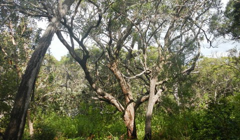 Kinchela Trig Lookout Walk - ACT Tourism 2