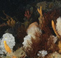 Point Hicks Marine National Park - ACT Tourism