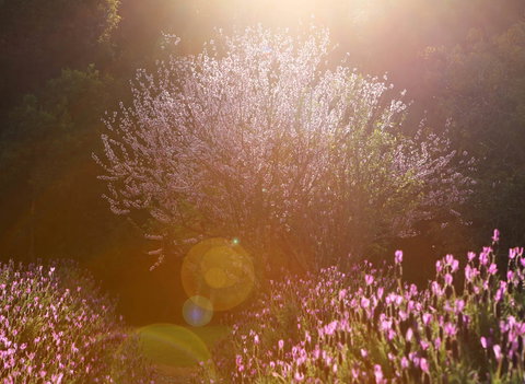 Jasmin Organics Skincare Farm And Factory - ACT Tourism 1