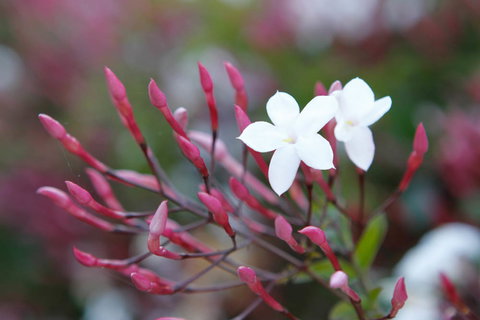 Jasmin Organics Skincare Farm And Factory - ACT Tourism 3