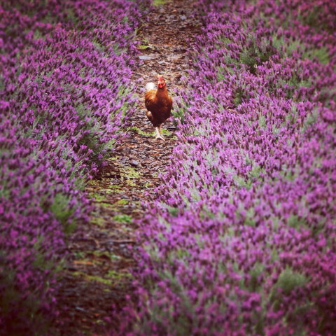 Jasmin Organics Skincare Farm And Factory - ACT Tourism 10