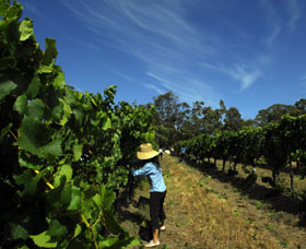Cullen Wines - ACT Tourism 1