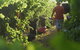 Cullen Wines - thumb 2
