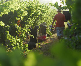 Cullen Wines - ACT Tourism 2
