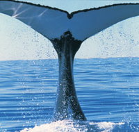 Humpback Whales - ACT Tourism