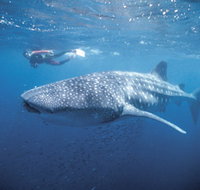 Swim with the Whale Sharks - ACT Tourism