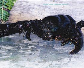 Lobster Ponds - ACT Tourism 2