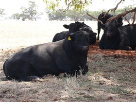 Denham Farm Beef And Lamb - ACT Tourism 1