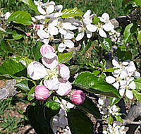 Avro Park Orchards - ACT Tourism