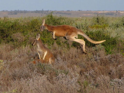 Echidna Walkabout Nature Tours - ACT Tourism 11