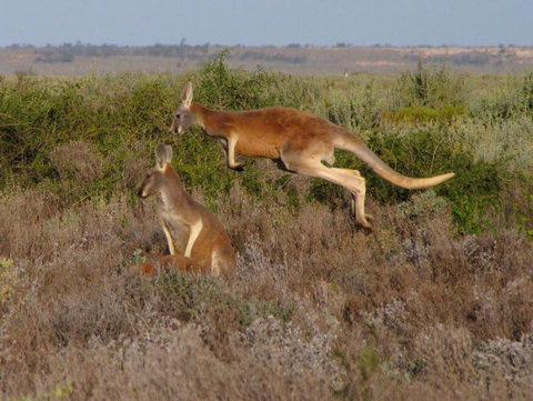 Echidna Walkabout Nature Tours - ACT Tourism 12