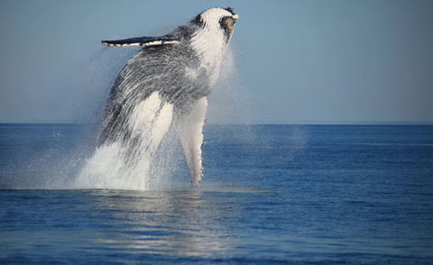 Absolute Ocean Charters - ACT Tourism 11