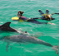 Rockingham Wild Encounters - Swim with Wild Dolphins - ACT Tourism