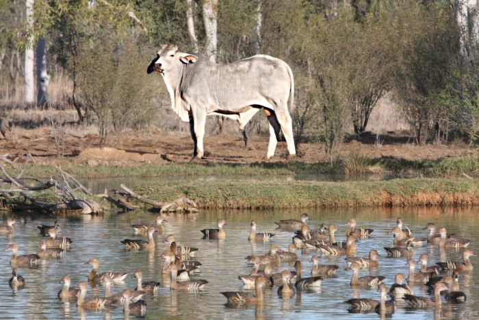 Sturt QLD ACT Tourism