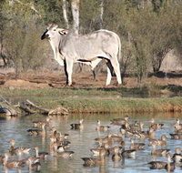 Natural Encounters Trail - ACT Tourism