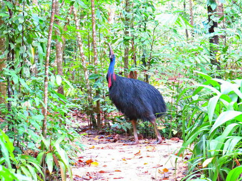 Daintree Safaris - ACT Tourism 0