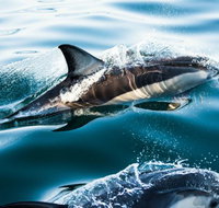 Dolphin Swim Australia - ACT Tourism