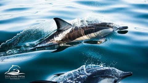 Dolphin Swim Australia - ACT Tourism 1