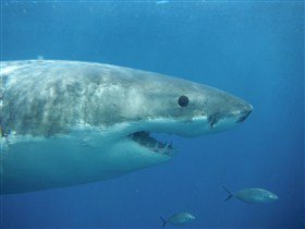 Goin' Off Safaris - ACT Tourism 5