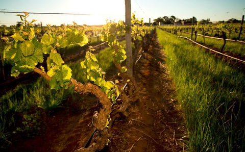 Kaesler Old Vine Vineyard Tour - ACT Tourism 0