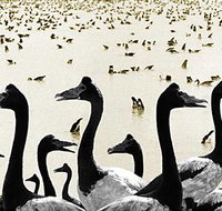 Tin Shed Art Gallery - ACT Tourism