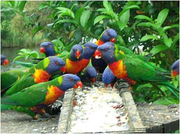Mondrook Garden Cafe & Gallery - ACT Tourism 2