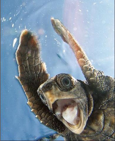 Kirra Dive “On The Tweed” - ACT Tourism 1
