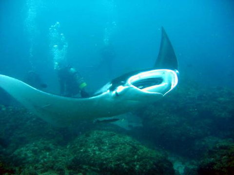 Kirra Dive “On The Tweed” - ACT Tourism 3