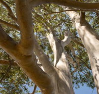 Lindsay Pryor Walk Australian National University - ACT Tourism