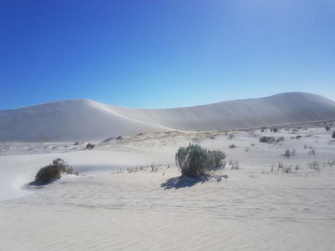 Pinnacles Desert, Koalas And Sandboarding 4WD Day Tour From Perth - ACT Tourism 2