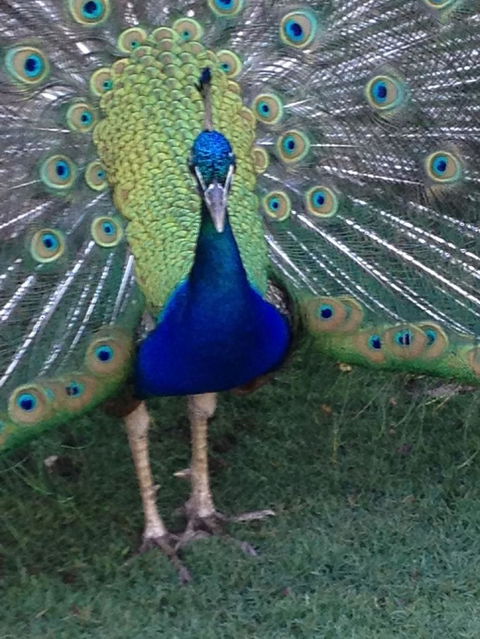 Pinnacles Desert, Koalas And Sandboarding 4WD Day Tour From Perth - ACT Tourism 22