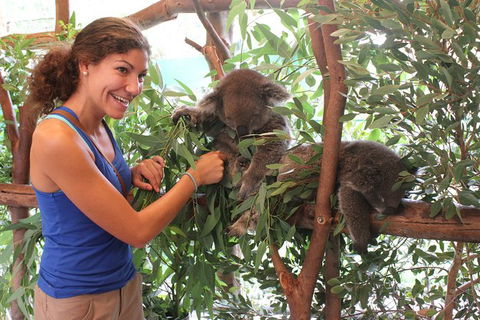 Pinnacles Desert, Koalas And Sandboarding 4WD Day Tour From Perth - ACT Tourism 29