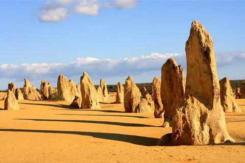 Pinnacles And Yanchep National Park Day Trip From Perth Including Lobster Shack Lunch And Sandboarding - ACT Tourism 9