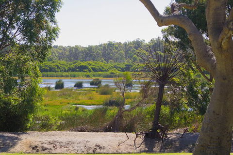 Pinnacles And Yanchep National Park Day Trip From Perth Including Lobster Shack Lunch And Sandboarding - ACT Tourism 10