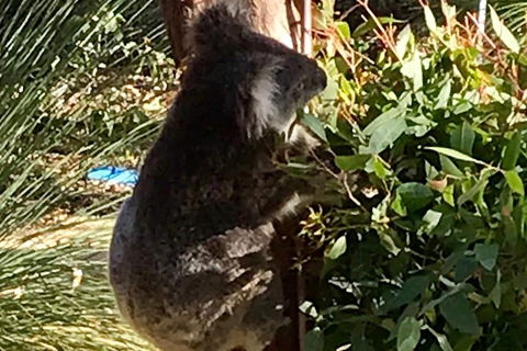 Pinnacles And Yanchep National Park Day Trip From Perth Including Lobster Shack Lunch And Sandboarding - ACT Tourism 6