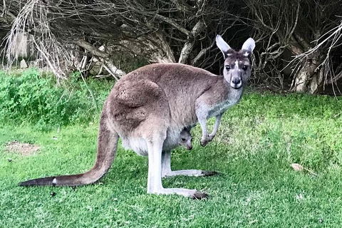 Pinnacles And Yanchep National Park Day Trip From Perth Including Lobster Shack Lunch And Sandboarding - ACT Tourism 8