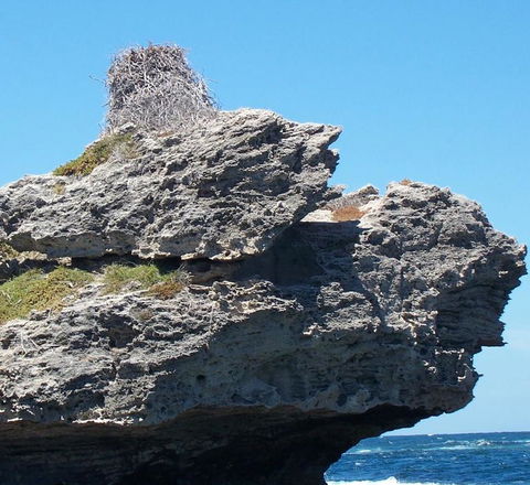 Rottnest Island Tour From Perth Or Fremantle Including Adventure Speed Boat Ride - ACT Tourism 7