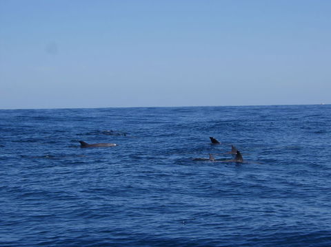 Rottnest Island Tour From Perth Or Fremantle Including Adventure Speed Boat Ride - ACT Tourism 6