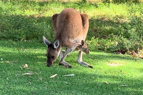 Pinnacles Day Trip From Perth Including Yanchep National Park - ACT Tourism 5