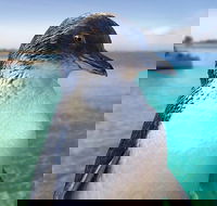 Full-Day Penguin Island  Fremantle Town - ACT Tourism