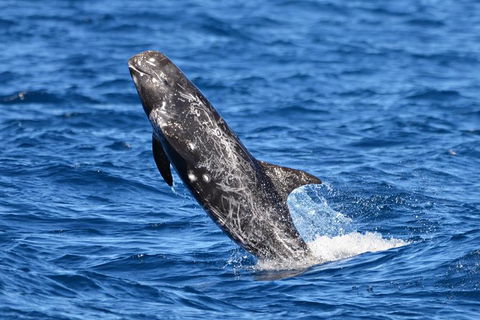 Blue Whale Perth Canyon Expedition - ACT Tourism 10