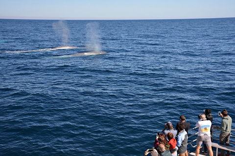 Blue Whale Perth Canyon Expedition - ACT Tourism 2