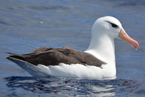 Blue Whale Perth Canyon Expedition - ACT Tourism 5